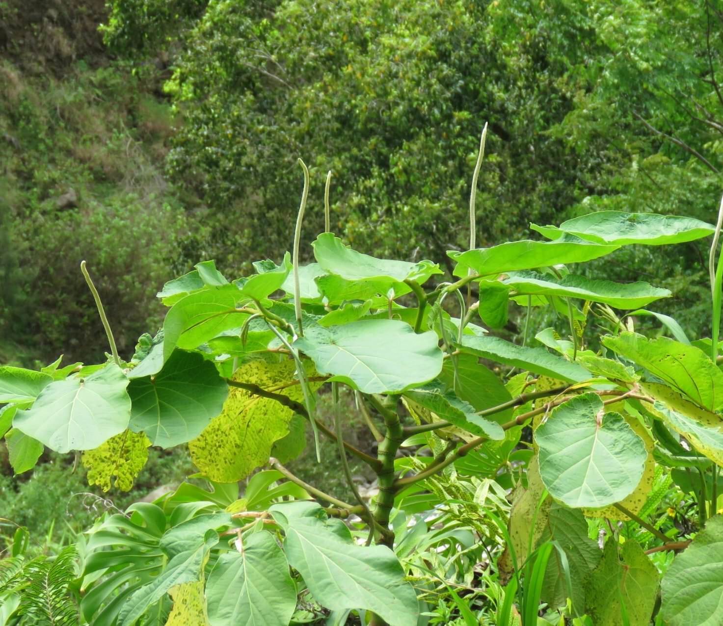 Piper auritum